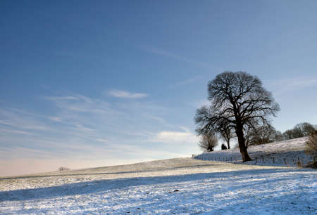 Solitary tree in winterの写真素材