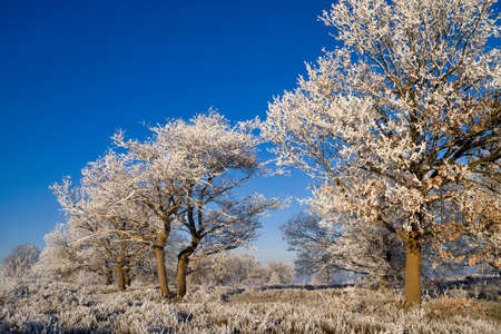 Riped trees in the Sallandse Heuvelrug National Parkの写真素材