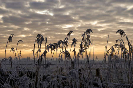 Reed in front of a beautiful sunsetの写真素材
