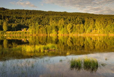 Trees light up on a beautiful evening on the bank of the river Klaralven close to the Swedish village Branasの写真素材