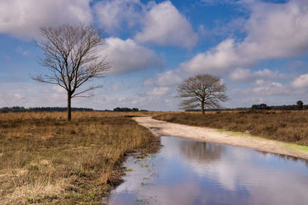 Trees on a heathland in the nature reserve the Regte Heide near the Dutch village Goirleの写真素材
