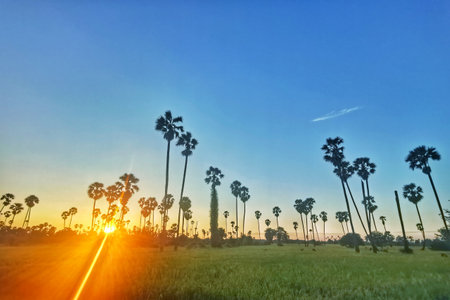 Palm trees in the rice field at sunset with blue sky.の写真素材