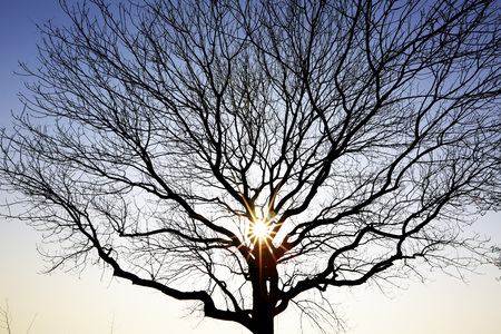 Silhouetteの写真素材