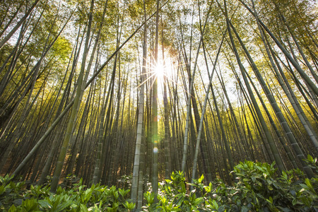 bamboo forestの写真素材