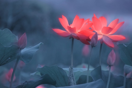 Lotus flowerの写真素材