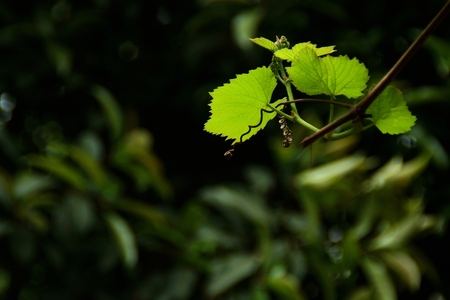Green leafの写真素材