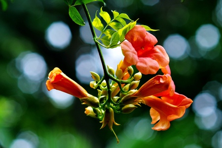 Morning gloryの写真素材