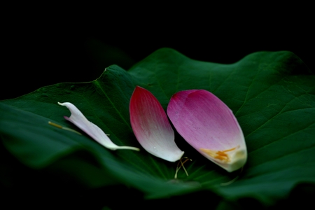 Lotus flowerの写真素材