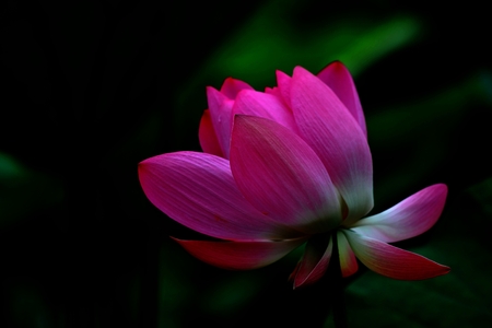 Lotus flowerの写真素材
