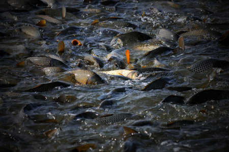 Fishes in a pond