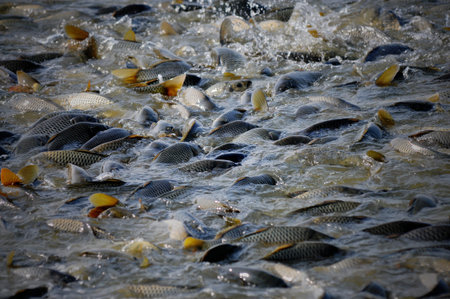 Fishes in a pond