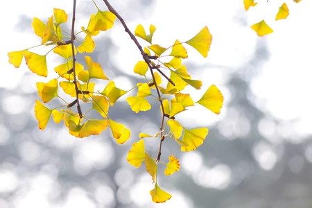 Ginkgo biloba leavesの写真素材