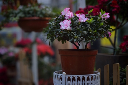 Flower gardeningの写真素材