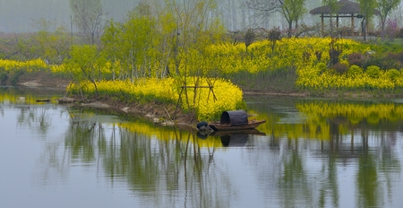yello flowers Bayの写真素材