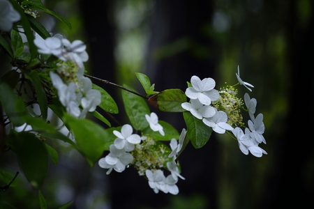 Flowers and leavesの写真素材