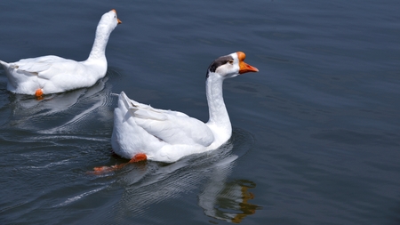 gooseの写真素材