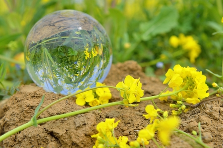 Rape flowerの写真素材