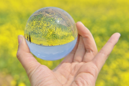 Rape flowerの写真素材