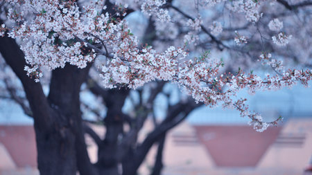 sakura