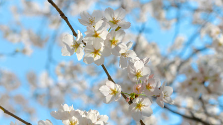 flower blooming