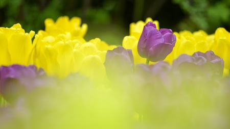 tulip flowerの写真素材