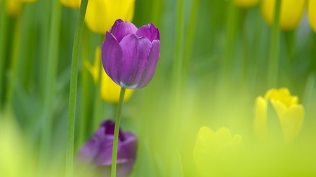 tulip flowerの写真素材