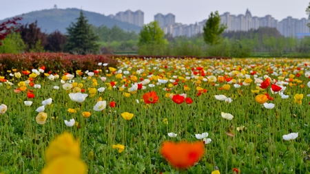 corn poppyの写真素材