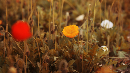 corn poppyの写真素材
