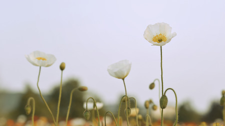 corn poppyの写真素材