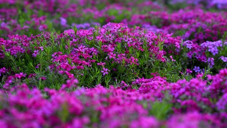 Purple flowers bunchの写真素材
