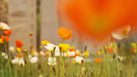 corn poppyの写真素材