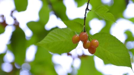 Red cherryの写真素材
