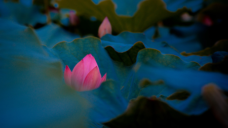 Lotusの写真素材