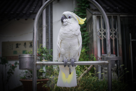 parrotの写真素材