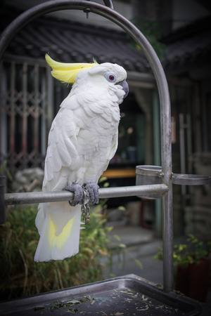 parrotの写真素材
