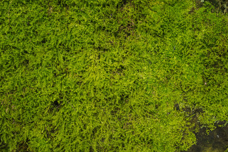 surface of a mossy rock