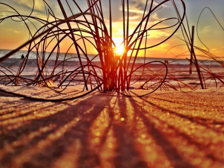 Shot of sea grass in the sunsetの素材