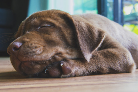 Close up of chocolate labrador retriever puppy, 3 months old, sleeping at cozy homeの写真素材