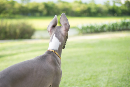 Close up photo of Italian Greyhound puppy with gold collar look around in the summer park.の写真素材