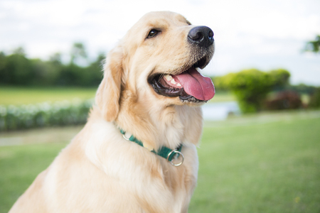 Close up photo of Golden Retriever puppy with green collar sitting in the summer park.の写真素材