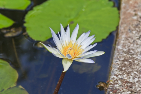 Lotus flower in National Park, Thailand の写真素材