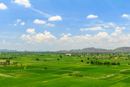 Beautiful landscape of rice fields in Thailand の写真素材