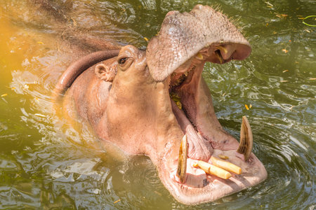 Hippopotamus open its mouth in pond.