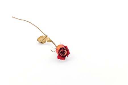 Red rose dry on a white background.の写真素材