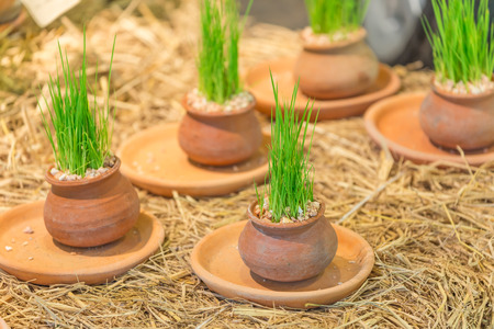 flora in pots on straw.の写真素材