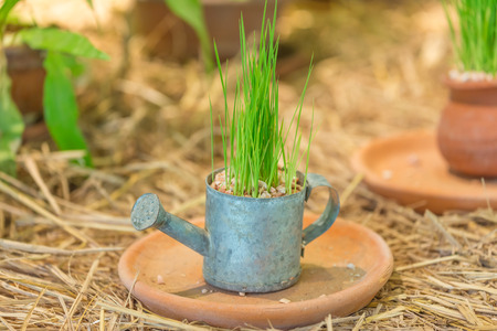 flora in pots on straw.の写真素材