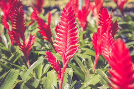 Beautiful red color of Guzmania flower in garden, retro filter.の写真素材