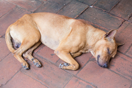 Thai dog brown sleeping on brick floor in market.の写真素材