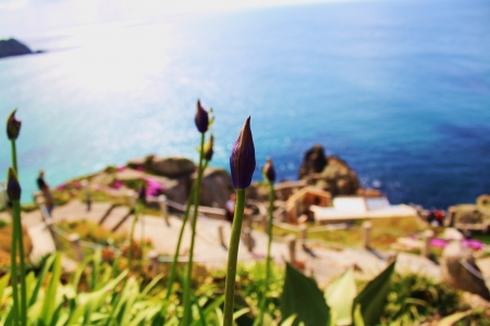 flower bud view with blue ocean background taken at Land s Endの写真素材