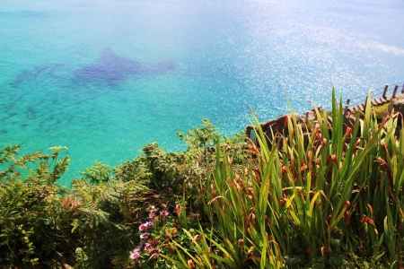 wild flowers on a cliff along Cornwall coastline with crystal clear water backdrop の写真素材